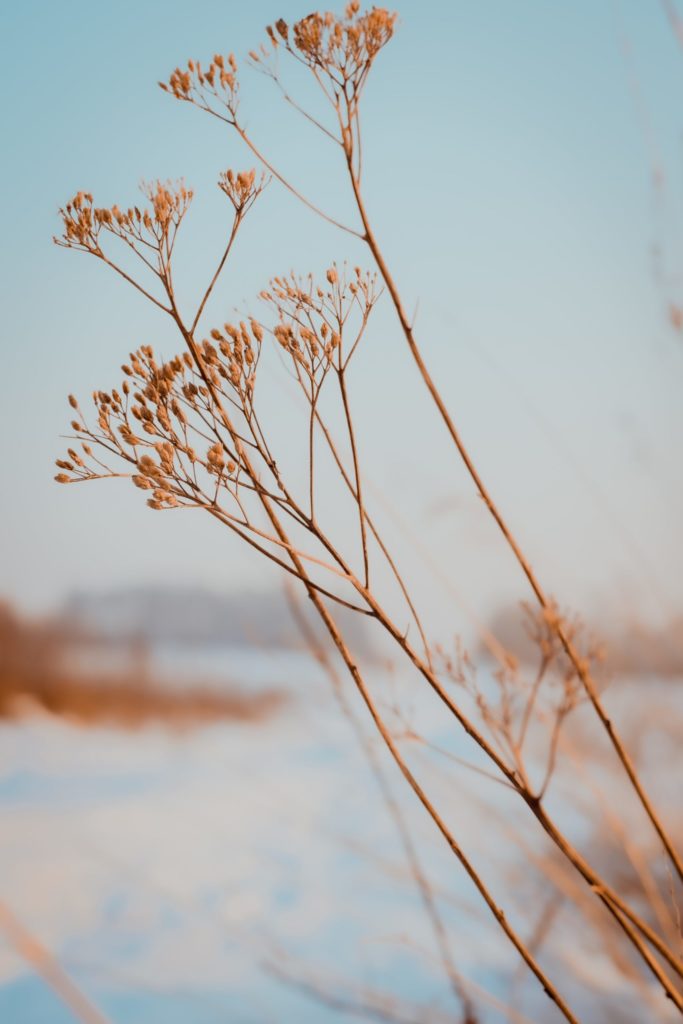 ruta-gudeliene-jBqeINZYScI-unsplash